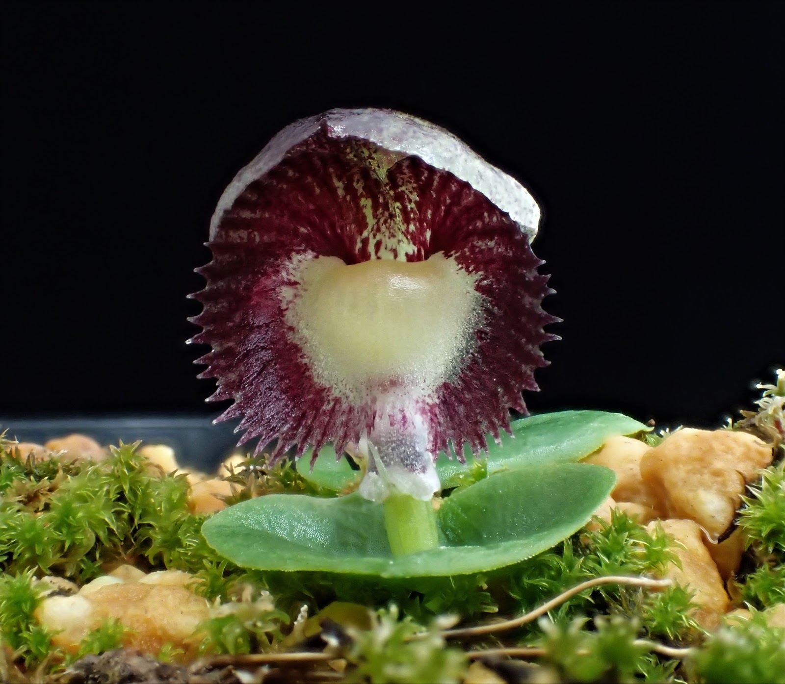 コリバス ピクタス ピンク脈 花芽付きの大きな株 Corybas pictus